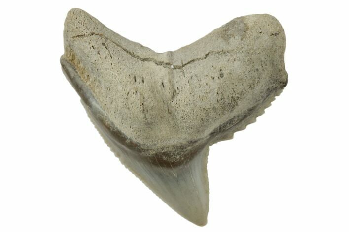 Fossil Tiger Shark (Galeocerdo) Tooth - Aurora, NC #195091